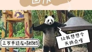 国庆用实力证明，三年半母乳没有一口是白喝的，玩的就是奶爸的人中#国宝大熊猫 #大熊猫国庆 #大熊猫亲亲 #大熊猫梅清 #国宝不愧是国宝 #来这吸熊猫 #萌萌哒饲养员