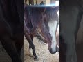 How to tell that a mare is in heat