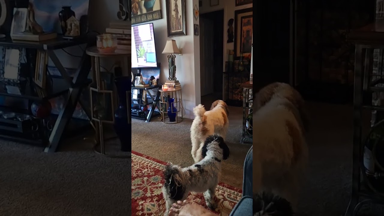 Ahhhhhhhhhhhh 🙂 DOGS AND I JUST CHLLING ENJOYING THE PEACEFUL MOMENT ✌️ 😌 ❣️