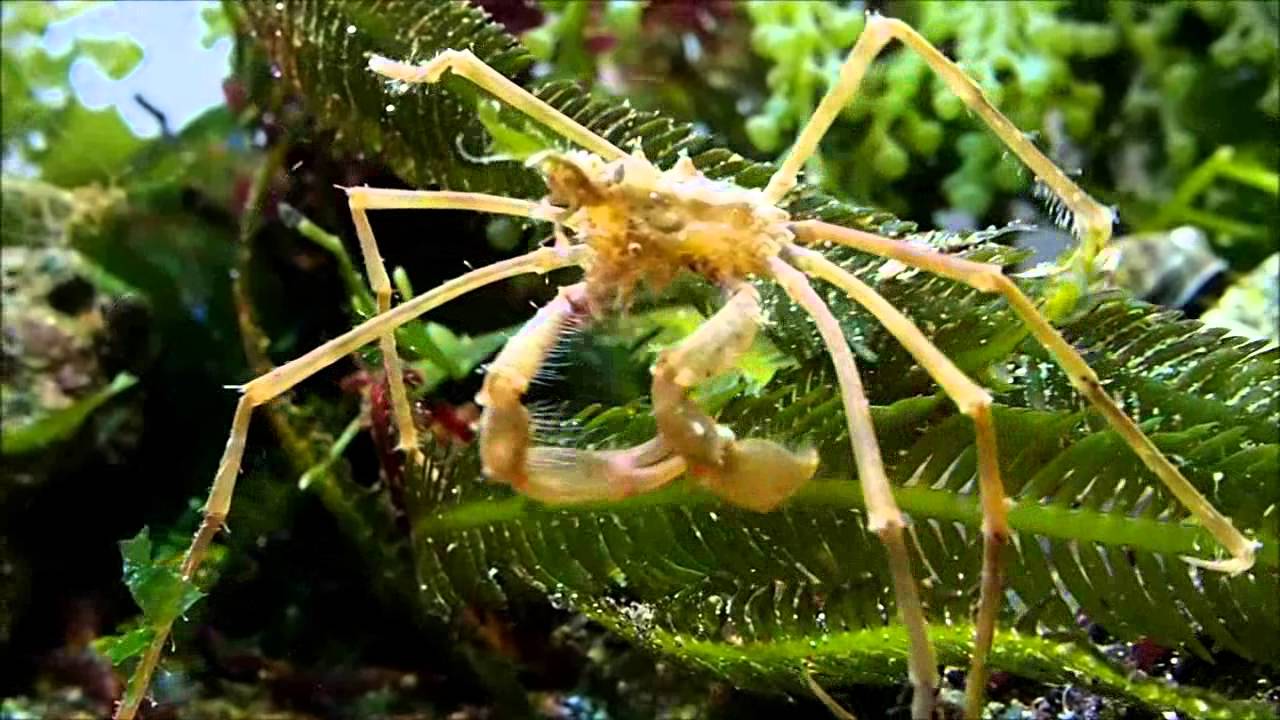 Macropodia - Gespenstkrabbe