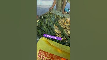 Thức ăn tạo vàng cho cá trê Newhope Đồng Tháp #thucancatrevang #thucanlenmau