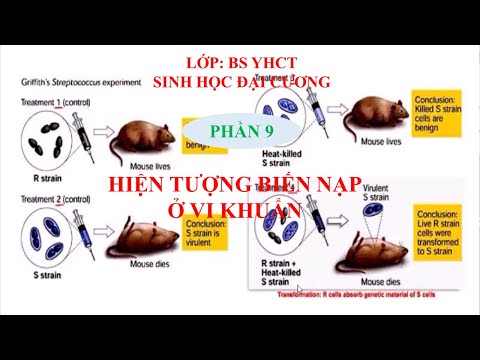 Video: Quá trình biến nạp của vi khuẩn là gì?