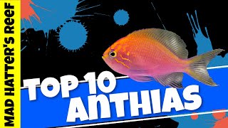 Top 10 Anthias for Your Reef Tank