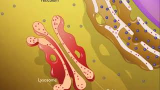 why lysosomes is called suicidal bag Lysosomes Animation