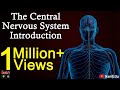 The Central Nervous System- Introduction | iKen | iKen Edu | iKen App