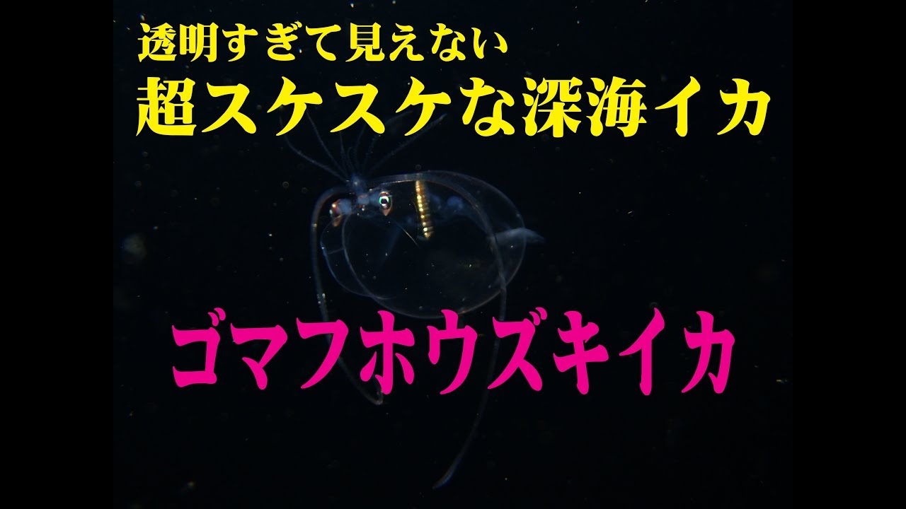 ゴマフホウズキイカ 　Banded piglet squid