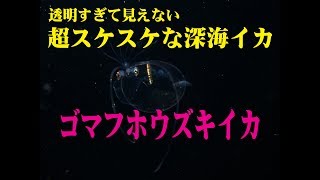 ゴマフホウズキイカ 　Banded Piglet Squid