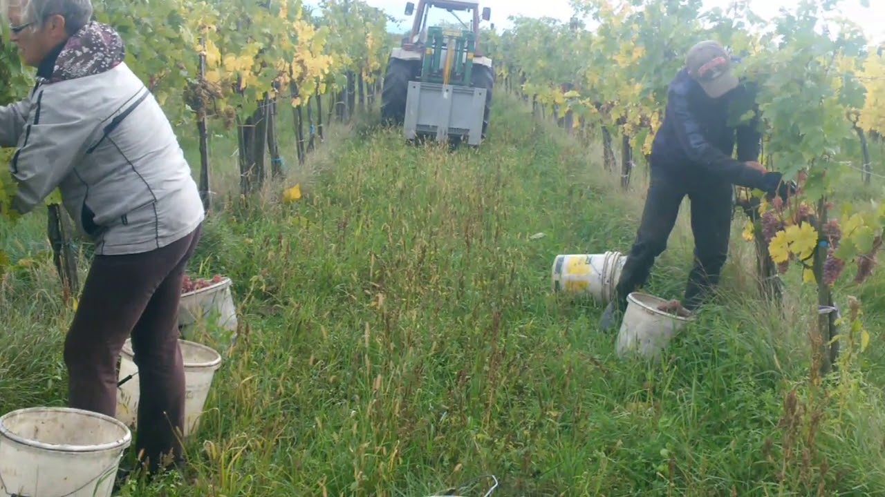 Wimmer-Czerny RoterVeltliner Handlese 2017