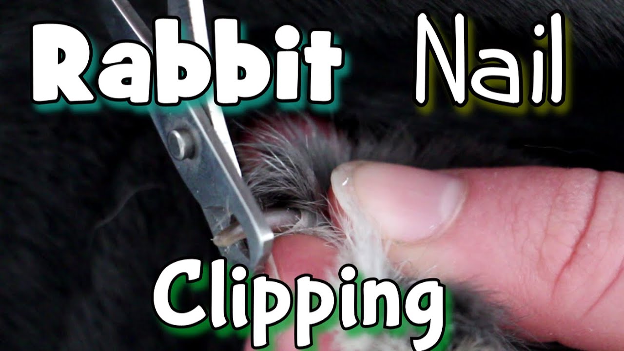 How to Clip/Cut Your Rabbits Nails - YouTube