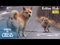 Pas enceinte un chien avec un ventre anormalement gonfl l animal en crise ep 411