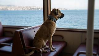 Boji: The Endless Road of a Dog's Love: Waiting 7 Years for a Master Who Won't Come Back.#dogstory