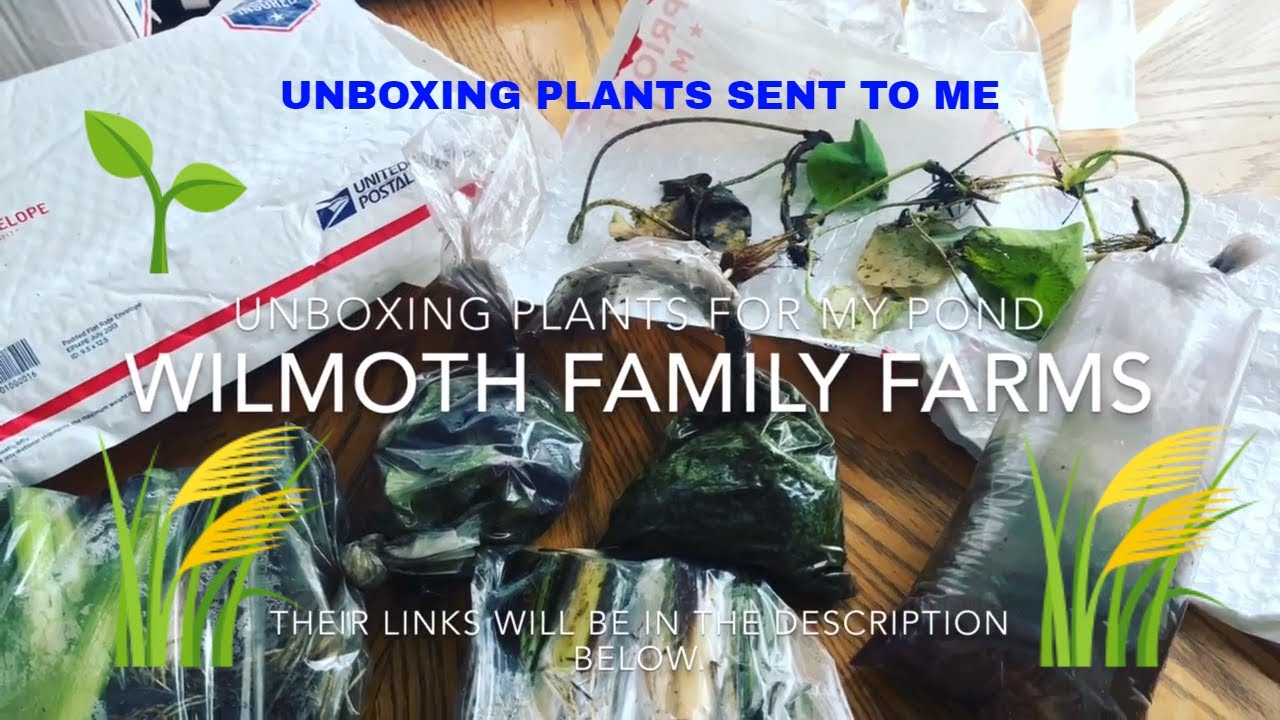 WILMOTH FAMILY FARMS/POND PLANTS FOR SALE/UNBOXING YouTube