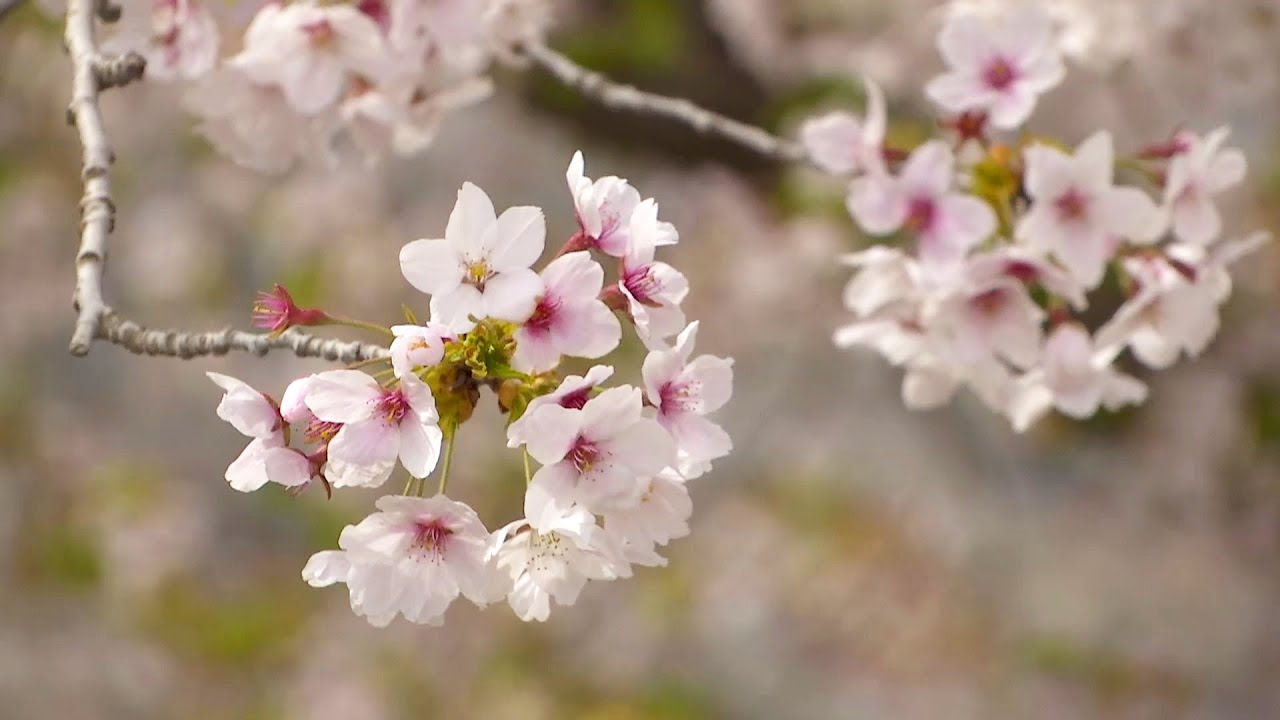 Cherry blossom season arrives in northeastern China YouTube