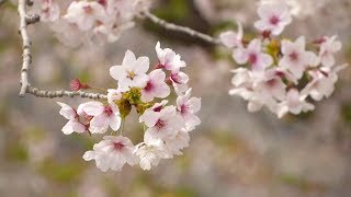 Cherry blossom season arrives in northeastern China