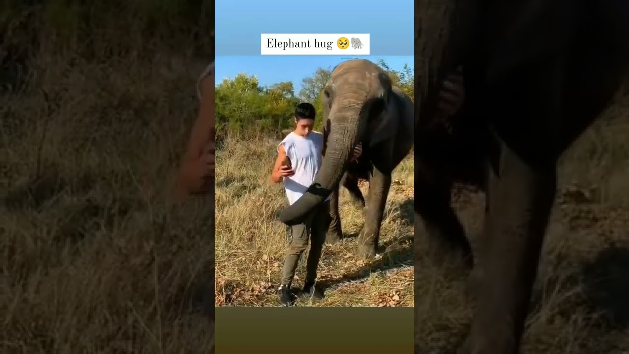 Elephant hug 🫂 🐘