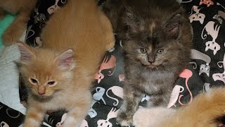 Cute Baby Mainecoon//Big Cats// Polydactyl cats by MuliaCoon Cattery 399 views 11 months ago 5 minutes, 37 seconds