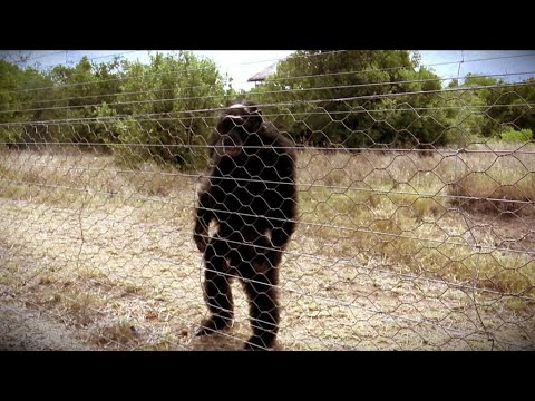 人間のように立つしかできず ペットにされた絶滅危機のチンパンジー Youtube