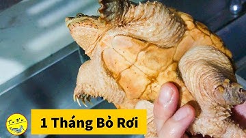 Vlog #132 | Bỏ Mặc 2 Bé Common Một Tháng Sẽ Ntn | Rùa Cá Sấu