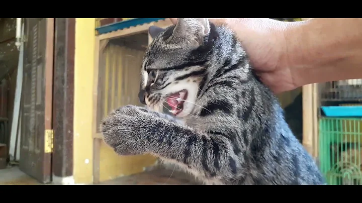 Video 11682761: forest cat, cat mating, cat cross