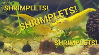 Shrimplets! Shrimplets! Shrimplets!