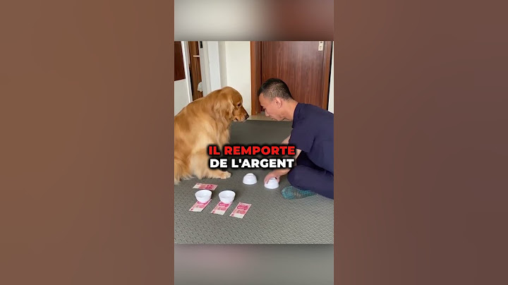 Ce Chien est Super Intelligent