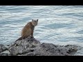 Puma en Lago Grey. Torres del Paine. Chile.