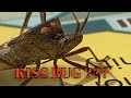 Kiss Bug???