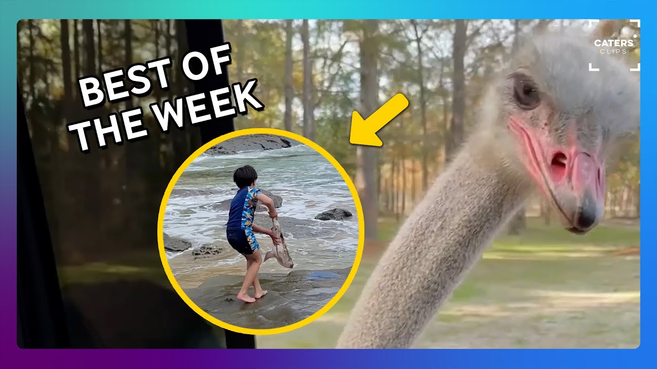 This Week's Most VIRAL Videos! - YouTube