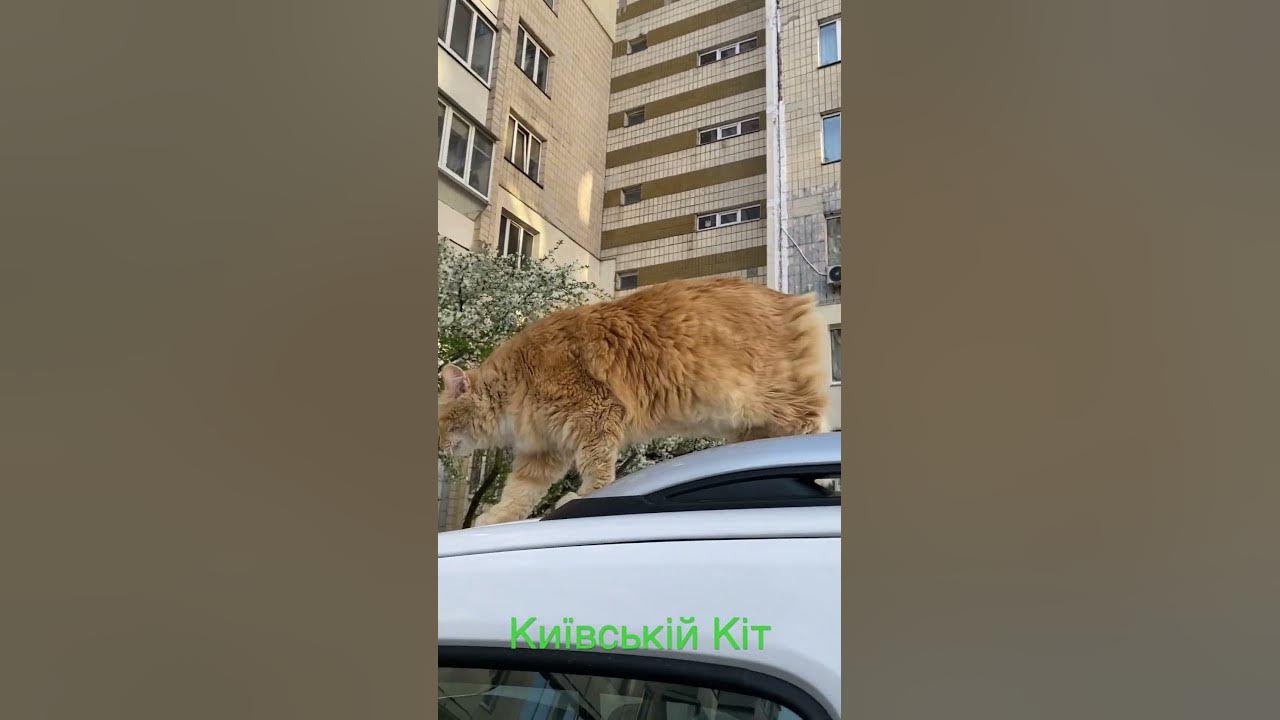 Рижий кіт - YouTube