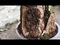 Arreglo de Plantas Carnivoras - Video de suscriptor