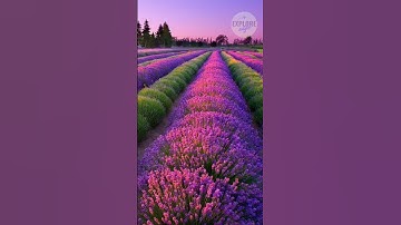 Sequim Washington: The Lavender Capital of North America #trending #shortvideo