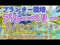 プランターにブルーベリーの苗を植える方法