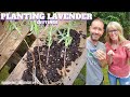 🌿 Planting Lavender Cuttings (take 2) - QG Day 93 🌿