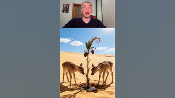 Deer cubs saved a date palm tree from drying up by watering it😭#ai #tree #save #deer