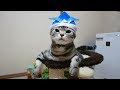 兜もお似合い 厄除け完了!こどもの日の猫
