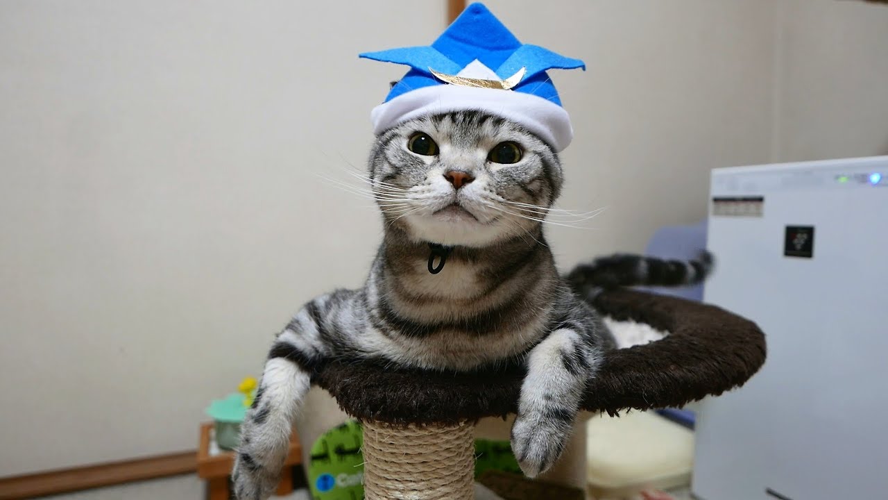 兜もお似合い 厄除け完了!こどもの日の猫