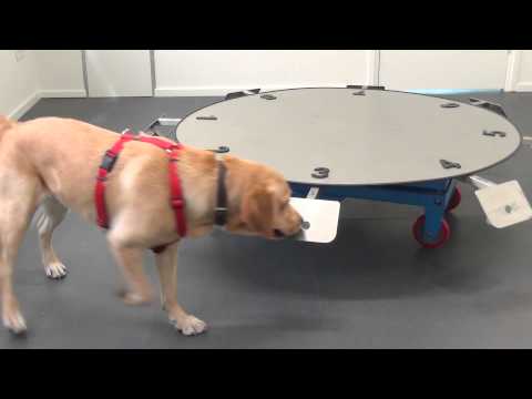 Video: Darmtumoren (Apudomas) Bij Honden