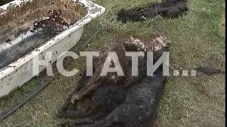 Кровавое побоище в Выксунском районе - на частном подворье насмерть загрызли 30 овец Кровавое побоище в Выксунском районе - на частном подворье насмерть загрызли 30 овец