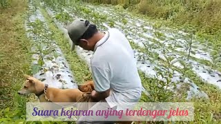 Suara kejaran anjing terdengar jelas