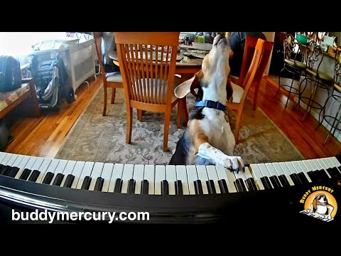 💘-my-furry-valentine-💘-featuring-buddy-mercury-piano-dog