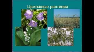 Цветковые растения(Цветковые растения, о которых говорится в презентации http://mirbiologii.ru/prezentaciya-o-cvetkovyx-rasteniyax-po-biologii-6-klassa.html, необхо..., 2014-07-07T18:29:21.000Z)