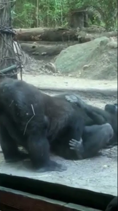 #Gay #Gorilla at #Zoo
