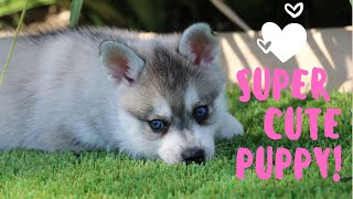 Super Cute alaskan klee kai Puppy! AWW Mini Husky
