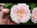 Roses, mainly David Austin