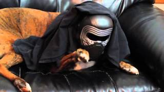 Brock the Boxer Dog : USING THE FORCE! STAR WARS THE FORCE AWAKENS by Brock the Boxer TV 16,405 views 8 years ago 25 seconds