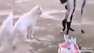 Funny cat cut videos  شوف القطط بتعمل ايه في بعضها  مقالب اكتر من البشر ???مسخره وربنا