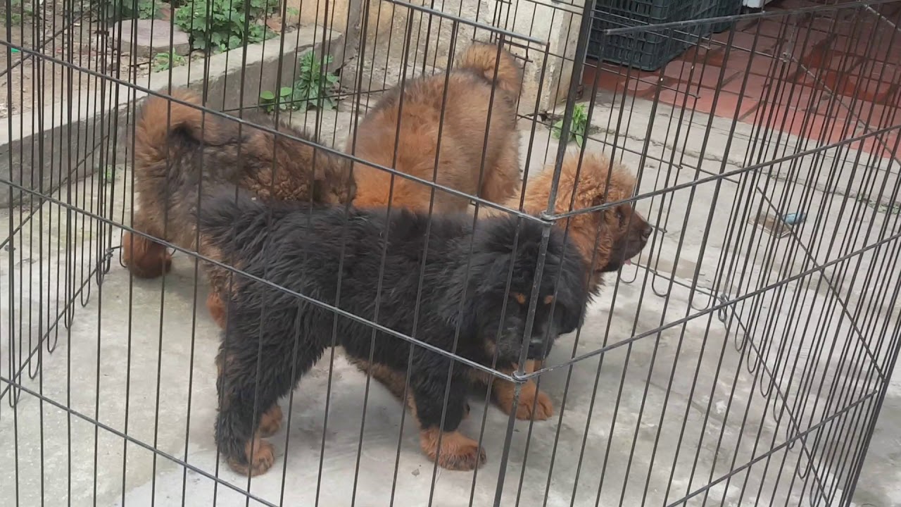 Ngao tây tạng