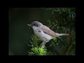 Lesser Whitethroat Bird Call Lesser Whitethroat Bird Call