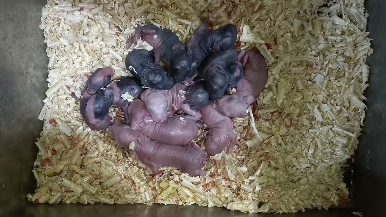 لازم تعمل كده او الارانب الصغيره هتموت