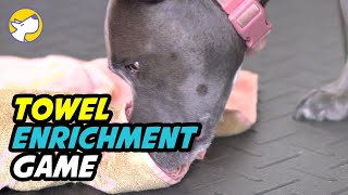 Dog Enrichment: Play The Towel Game screenshot 1